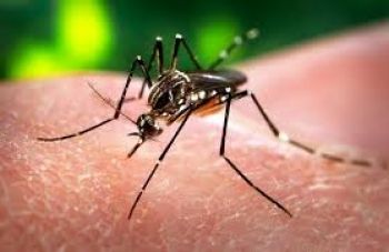 Secretaria de Saúde afirma que não há casos de Zika Virus, e investiga caso de bebê com hidrocefalia