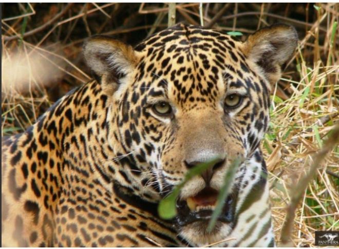 Pesquisadores lançam nesta quinta-feira  livro "Mamíferos não voadores do Pantanal e Entorno"
