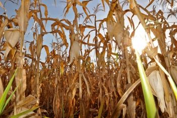Foto ilustrativa de milho, grãos, agronegócio, safrinha