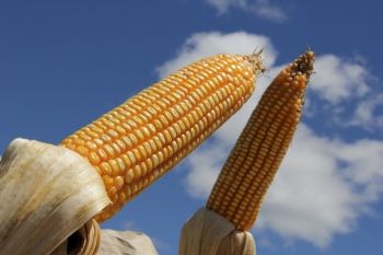Foto ilustrativa de milho, grãos, agronegócio, safrinha