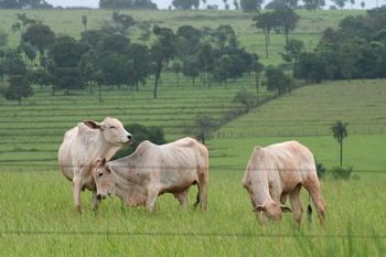Foto ilustrativa de vaca, gado, boi, pecuária, vacinação de gado 