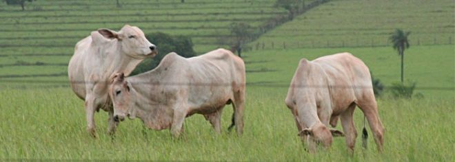 Foto ilustrativa de vaca, gado, boi, pecuária, vacinação de gado 