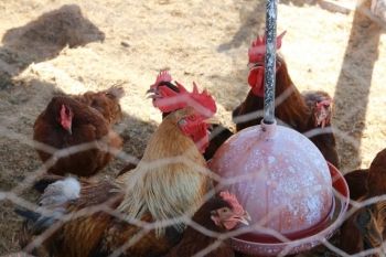 Projeto do Sebrae incentiva agricultura familiar em Showtec
