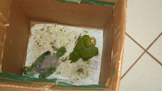 Aves são mantidas ilegalmente em cativeiro na cidade de Três Lagoas