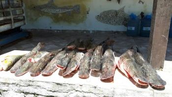 PMA prende piloteiro de barco com 113 kg de pescado capturados em piracema 