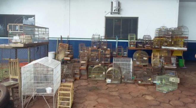 Comerciante é multado em R$ 71 mil por manter 74 aves ilegais e por maus-tratos