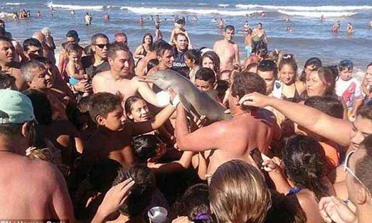 Vaidade humana mata golfinho filhote