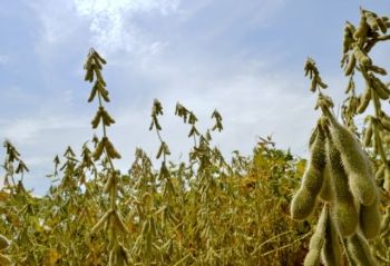 Plantio do milho chega 87,7% em Mato Grosso do Sul