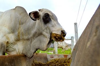 Confinamento &eacute; balizador da capacidade produtiva do setor