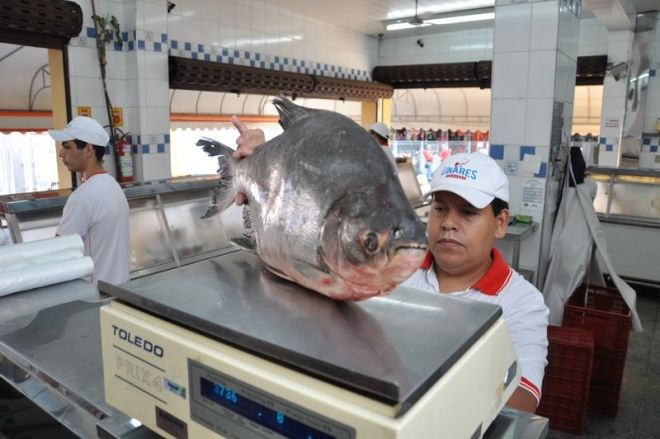 Foto ilustrativa de peixe, pescado, peixaria