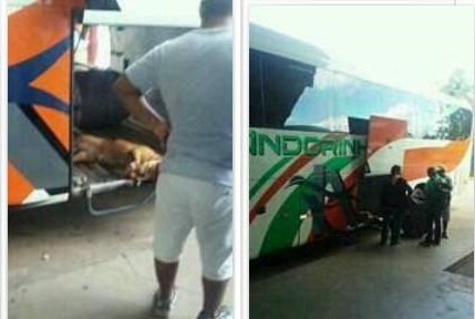 Cão morre após ser transportado em bagageiro de ônibus em Corumbá