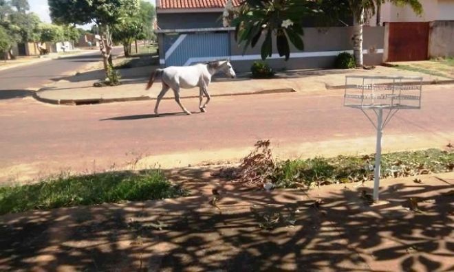 Cavalo solto está abandonado há duas semanas pelas ruas de um bairro em Três Lagoas