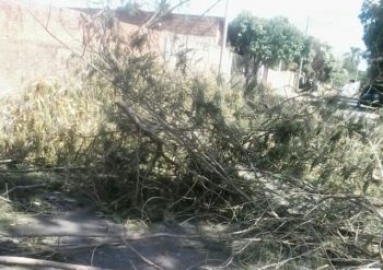 Galhos de árvore interrompem o trânsito em rua de Três Lagoas 