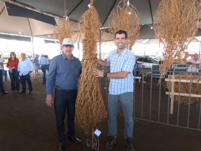 Com 7,1 mil vagens, produtor de MS vence concurso do maior pé de soja solteiro