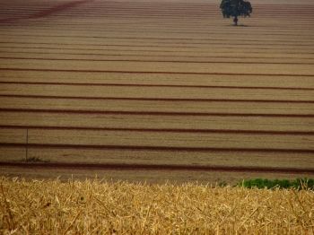 Foto ilustrativa de fazenda, s&iacute;tio, ch&aacute;cara, est&acirc;ncia, rural, agroneg&oacute;cio