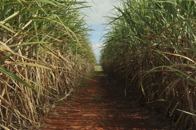 Cana-de-açúcar