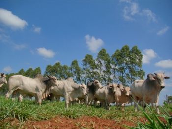 Projeto ABC Cerrado terá início no próximo dia 30 de maio
