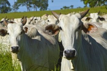 Abates bovinos em Nova Andradina recuam 15,6% no primeiro quadrimestre de 2016