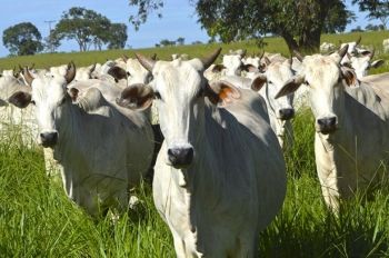“Poupa Terra” será um dos temas discutidos em simpósio sobre gases de efeito estufa