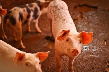 Foto ilustrativa de porco, suinocultura, suíno, leitão, agronegócio, rural