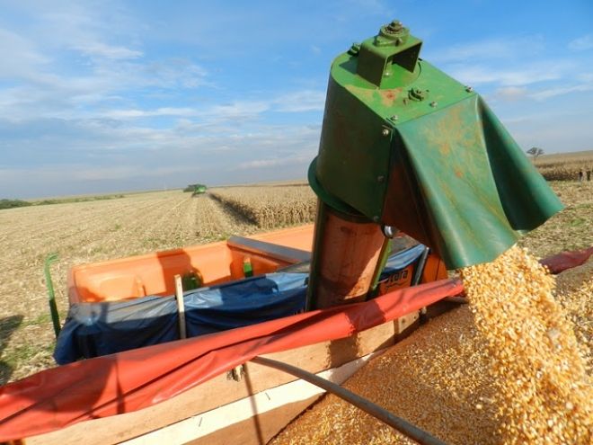 Clima prejudica colheita do milho 2ª safra em Mato Grosso do Sul