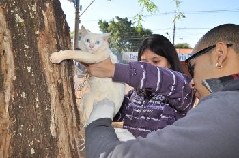 Campanha já vacinou mais de 4 mil cães e gatos na área urbana de Dourados 