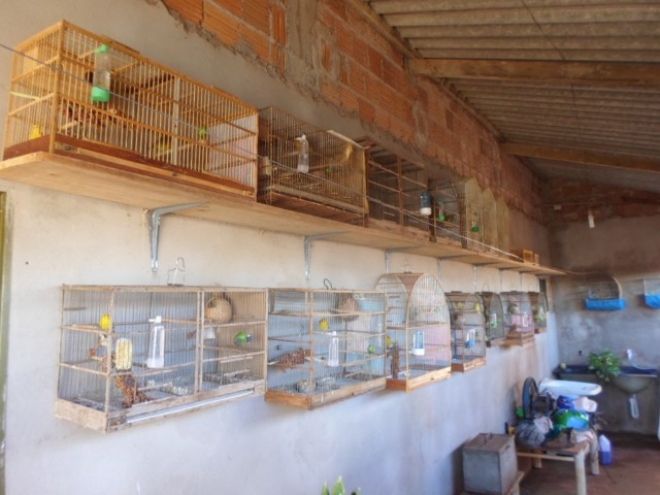 Foram encontrados 11 criadouros onde pássaros eram mantidos em cativeiro de forma ilegal