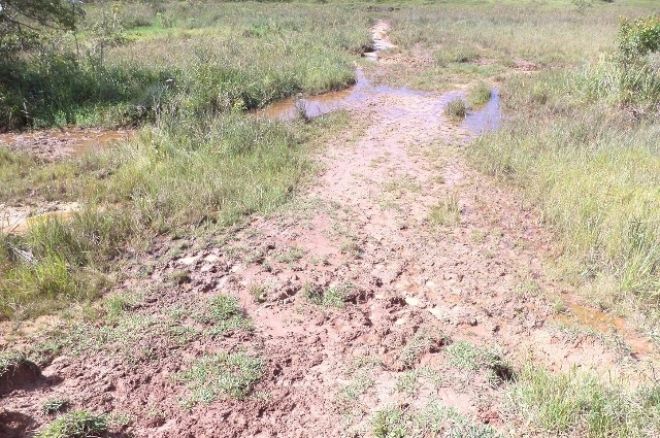 O pisoteio do gado causou degradação de 63 hectares nas áreas protegidas