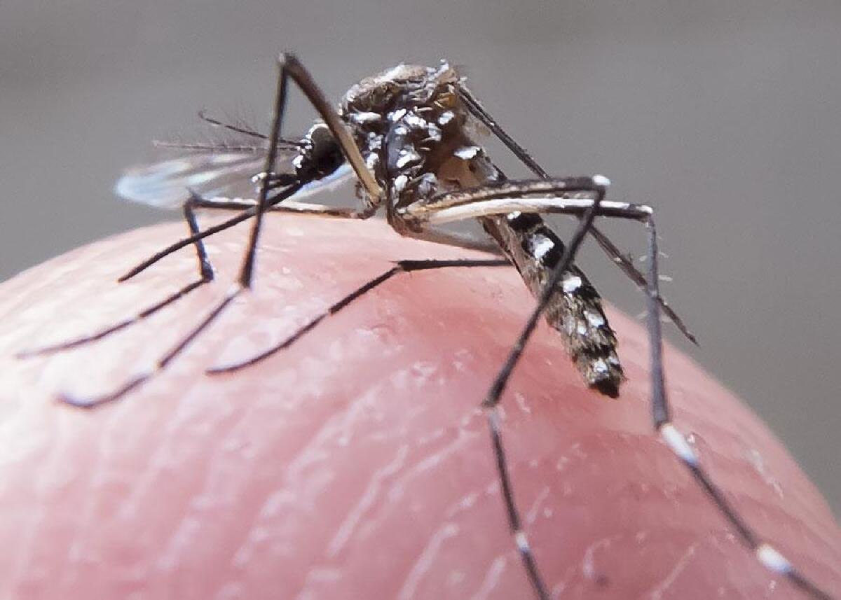 Foto ilustrativa de mosquito, Aedes aegypti, dengue, vírus zika, chikungunya