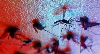 Foto ilustrativa de mosquito, Aedes aegypti, dengue, vírus zika, chikungunya