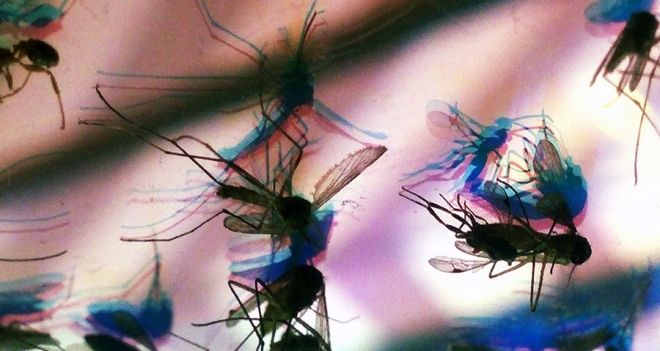 Foto ilustrativa de mosquito, Aedes aegypti, dengue, vírus zika, chikungunya