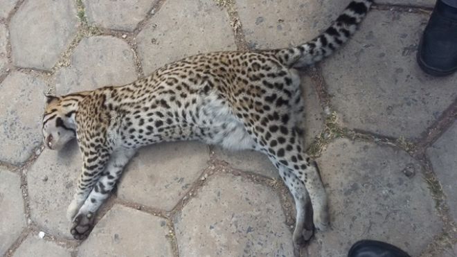 No mesmo dia, dois animais silvestres foram encontrados mortos na mesma rodovia
