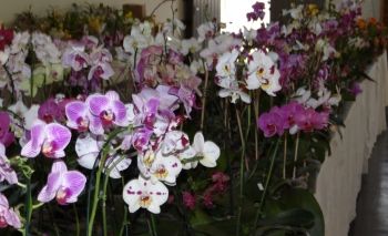 Três Lagoas realiza mais uma edição da Exposição de Orquídeas