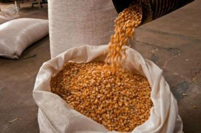 A saca de 60 kg do milho está vendida a R$ 31,00