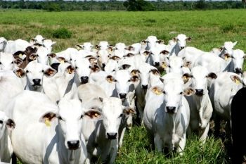 Caso de raiva bovina é registrada em propriedade rural após exames clínicos  