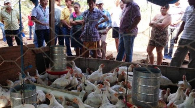 Assentados de Coxim e região têm criação de frango tipo caipira como alternativa de renda