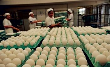 Produção de ovos é a maior dos últimos 29 anos no Brasil