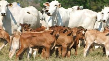 Cadastramento é aberto no programa de incentivo à criação de bovinos