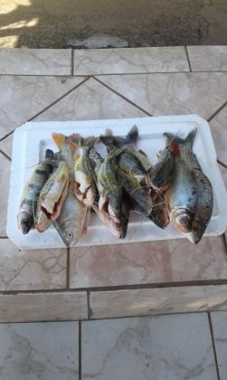 Morador de Campo Grande é preso em Anastácio com pescado ilegal