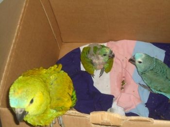 Homem que transportava filhotes de papagaios é autuado em em R$ 15 mil