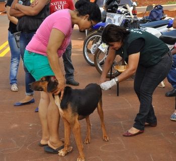 Campanha de vacinação antirrábica para cães e gatos continua em Dourados