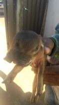 Porco de duas caras