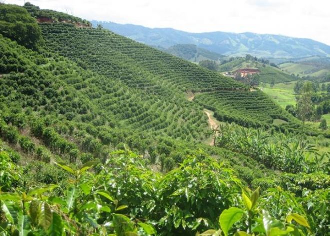 O plantio de café no Brasil tem valor bruto de produção em R$ 23,6 bilhões