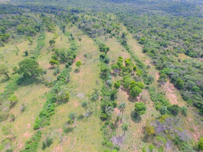 PMA autua fazendeiro em R$ 17 mil por desmatamento ilegal em Iguatemi