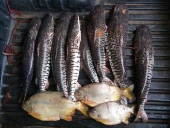 PMA prende dois infratores com 45 kg de pescado capturado em piracema, fora da medida permitida