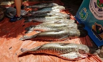 PMA autua 36, apreende 743 kg de peixes capturados durante a piracema 