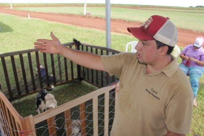 Cães da raça Border Collie são apostas para pastoreio de ovelhas