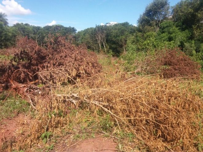 Infrator &eacute; multado em R$ 42 mil por desmatar &aacute;rea de Mata Atl&acirc;ntica