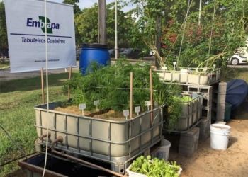 Aquaponia chega ao Brasil com baix&iacute;ssimo impacto ambiental