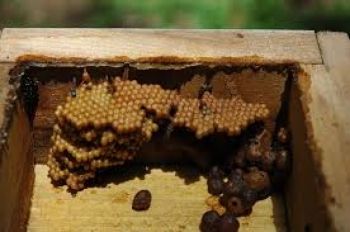 Embrapa promove curso sobre manejo de abelhas sem ferrão